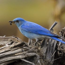 Mountain Bluebird