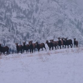 Mountain Sheep in Vaseux Bighorn National Wildlife Area