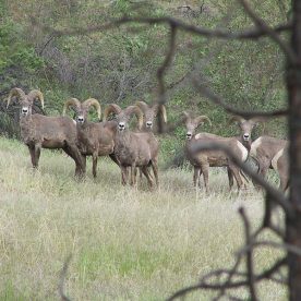 Mountain Sheep