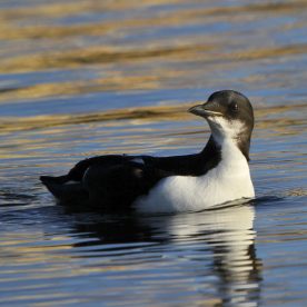 Murres - Thick-billed Murre