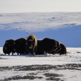 Muskox