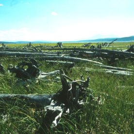 Nisutlin National Wildlife Area
