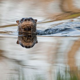 North American River Otter
