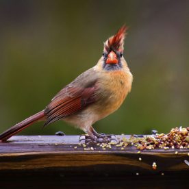 Northern Cardinal