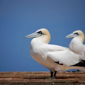 Northern Gannet