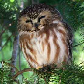 Northern Saw-whet Owl