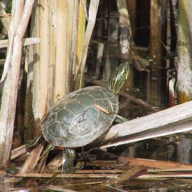 Painted Turtle in Vaseux Bighorn National Wildlife Area
