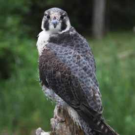Peregrine Falcon