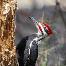 Pileated-Woodpecker