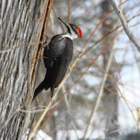 Pileated-Woodpecker
