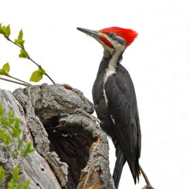 Pileated Woodpecker