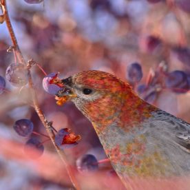 Pine Grosbeak