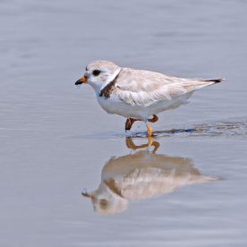 Piping Plover