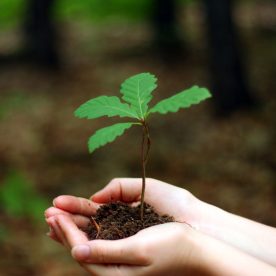 Planting a young oak
