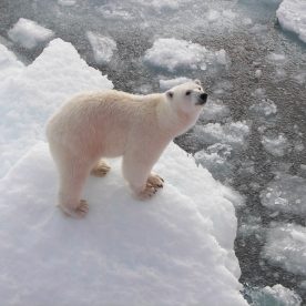 Polar Bear