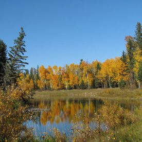 Pond