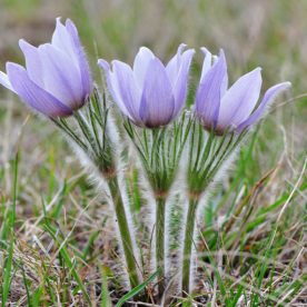 Prairie Crocus