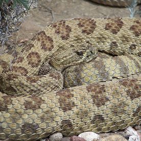Prairie Rattlesnake