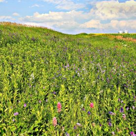 Prairies