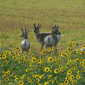 Pronghorn Antelope