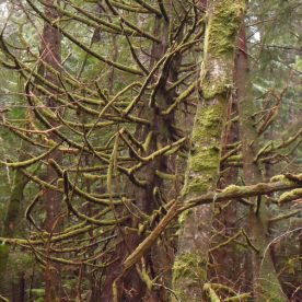 Rainforest