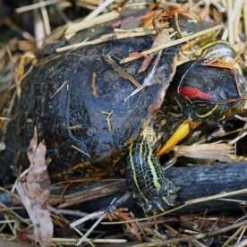 Red-eared Slider