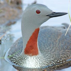 Red-throated Loon