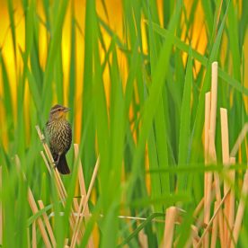Redwing Blackbird in marsh