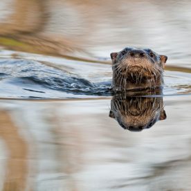 River Otter in a pond