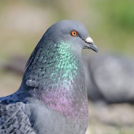 Rock Pigeon