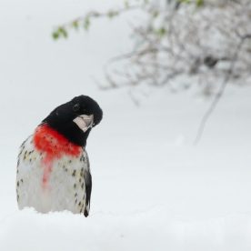 Rose-breasted Grosbeak