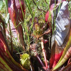 Round-leaved Sundew with Pitcher Plant
