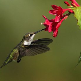 Ruby-throated Hummingbird