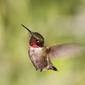 Ruby-throated Hummingbird