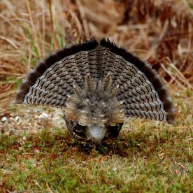 Ruffed Grouse