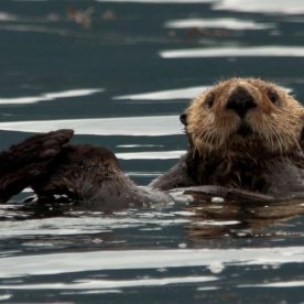 Sea Otter