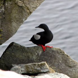 Seabirds - Black Guillemot
