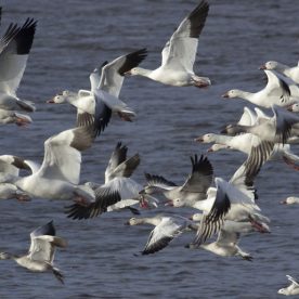 Snow Geese in the St. Lawrence Estuary