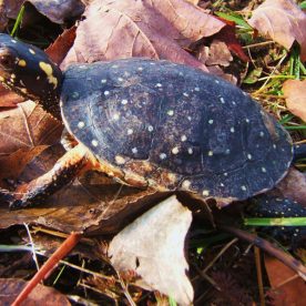 Spotted Turtle