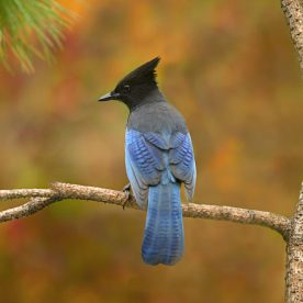 Steller's Jay