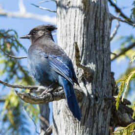 Steller's Jay