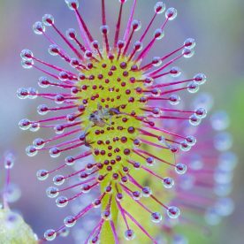Sundew