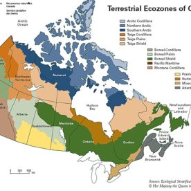 Terrestrial