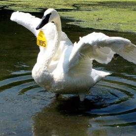 Trumpeter Swan