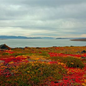 Tundra in Nunavut