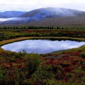 Tundra in Yukon