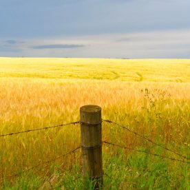 Wheat