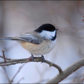 Winter Black-capped Chickadee