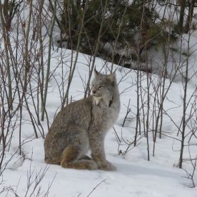 Winter Canada Lynx