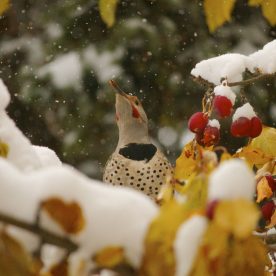 Winter Yellow-shafted Flicker